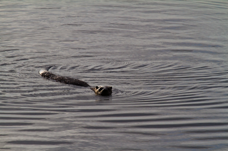 River Otter